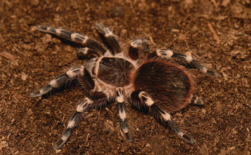 L’Acanthoscurria geniculata 1460 0 Acanthoscurria geniculata_ok